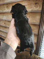 Yorkie poo B3 Litter 1, a male Yorkipoo for sale in Corinth, MS – 4 of 7