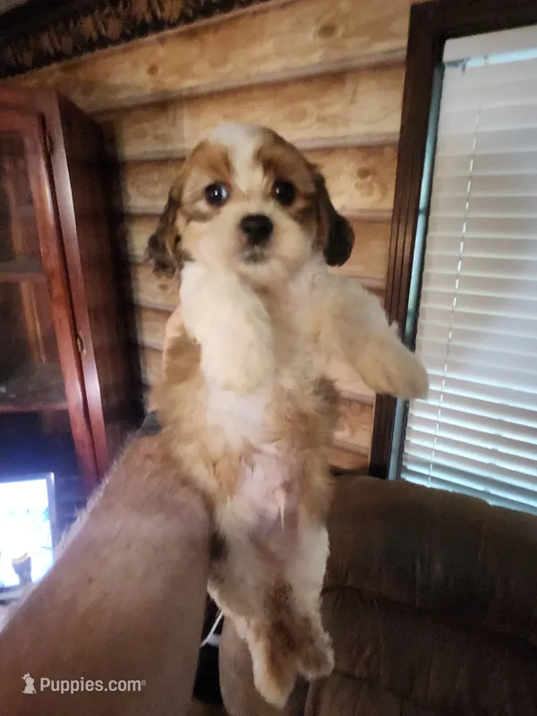Yorkie poo chon boy 3 – Bichon Frise, Yorkipoo puppy for sale in Corinth, MS