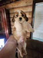 Yorkie poo chon boy 3, a male Bichon Frise and Yorkipoo for sale in Corinth, MS – 1 of 6