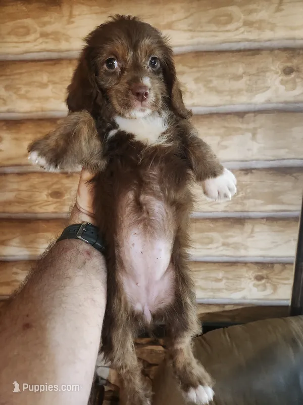 Poogle girl chocolate – Beagle, Poodle - Miniature  puppy for sale in Corinth, MS