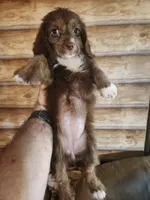 Poogle girl chocolate, a female Beagle and Poodle - Miniature  for sale in Corinth, MS – 1 of 2
