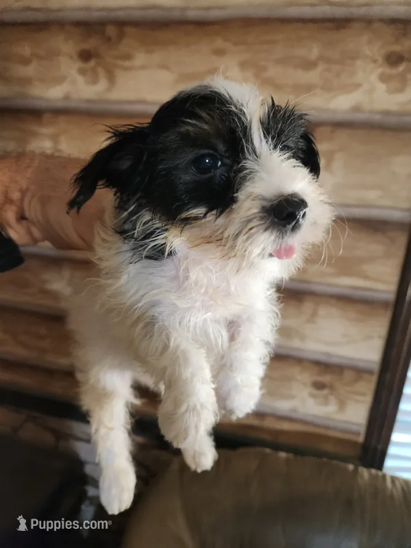 Yorkie Girl – Yorkshire Terrier puppy for sale in Corinth, MS