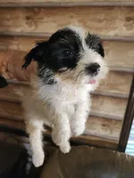 Yorkie Girl, a female Yorkshire Terrier for sale in Corinth, MS – 1 of 8