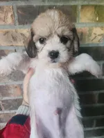 Boy 1, a male Beagle and Poodle - Miniature  for sale in Corinth, MS – Photo 2 of 5