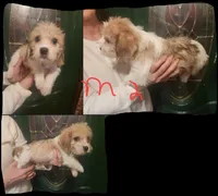 M2, a male Beagle and Poodle - Miniature  for sale in Corinth, MS – Photo 2 of 2
