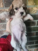 Boy 1, a male Beagle and Poodle - Miniature  for sale in Corinth, MS – Photo 1 of 5