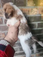 Boy 1, a male Beagle and Poodle - Miniature  for sale in Corinth, MS – Photo 3 of 5