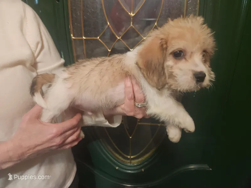 M2, a male Beagle and Poodle - Miniature  for sale in Corinth, MS – Photo 1 of 2