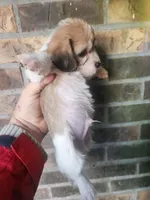 Boy 1, a male Beagle and Poodle - Miniature  for sale in Corinth, MS – Photo 5 of 5