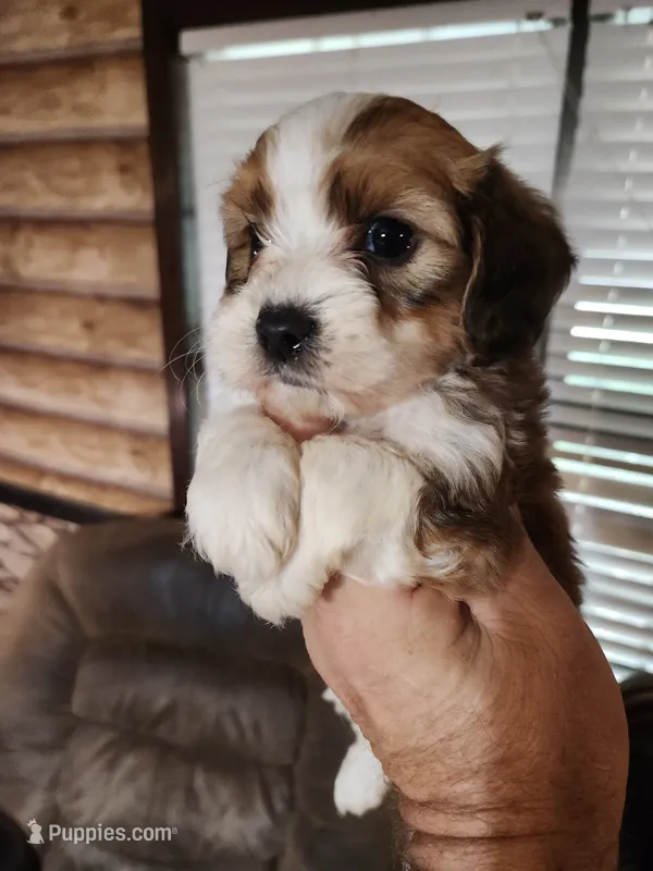Yorkie poo chon boy 3 – Bichon Frise, Yorkipoo puppy for sale in Corinth, MS