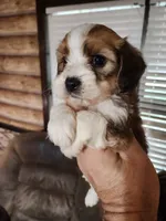 Yorkie poo chon boy 3, a male Bichon Frise and Yorkipoo for sale in Corinth, MS – 1 of 6