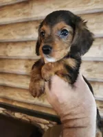 Poogle boy 1, a male Beagle and Poodle - Miniature  for sale in Corinth, MS – 1 of 3
