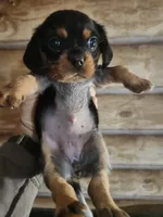 Beaglier girl, a female Beagle and Cavalier King Charles Spaniel for sale in Corinth, MS – 4 of 6