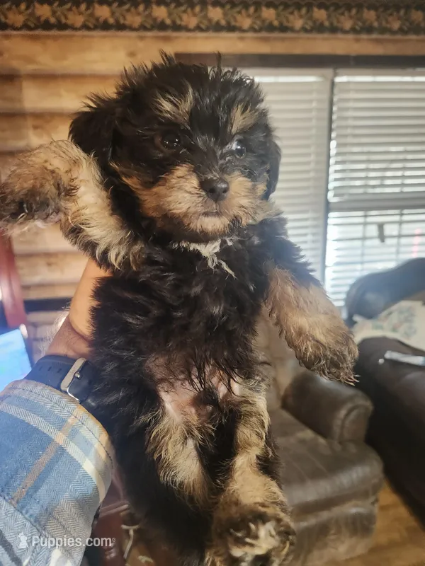 Boy Yorkie Poo – Yorkipoo puppy for sale in Corinth, MS