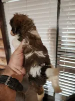 Yorkie poo chon girl 1, a female Bichon Frise and Yorkipoo for sale in Corinth, MS – 6 of 6