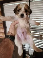 Yorkie poo chon boy 1, a male Bichon Frise and Yorkipoo for sale in Corinth, MS – 3 of 6