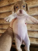 Poogle girl 1, a female Beagle and Poodle - Miniature  for sale in Corinth, MS – 2 of 3