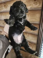 Yorkie poo G1 Litter 1, a female Yorkipoo for sale in Corinth, MS – 6 of 6