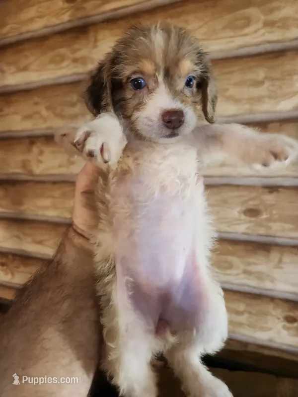 Poogle girl 3 – Beagle, Poodle - Miniature  puppy for sale in Corinth, MS