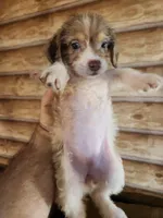 Poogle girl 3, a male Beagle and Poodle - Miniature  for sale in Corinth, MS – 1 of 3
