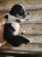 Chicorgi girl, a female Pembroke Welsh Corgi and Chihuahua for sale in Corinth, MS – 3 of 7