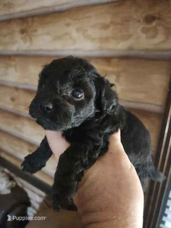 Yorkie poo G1 Litter 1 – Yorkipoo puppy for sale in Corinth, MS