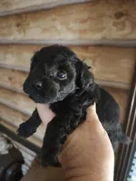 Yorkie poo G1 Litter 1, a female Yorkipoo for sale in Corinth, MS – 1 of 6