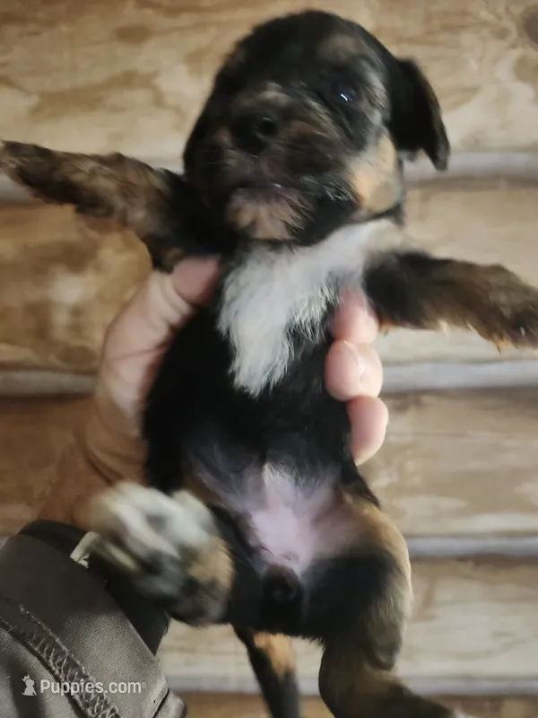 Yorkie poo G1 Litter 2 – Yorkipoo puppy for sale in Corinth, MS