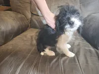 Poogle girl, a female Beagle and Poodle - Toy  for sale in Corinth, MS – 5 of 8