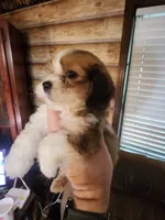 Yorkie poo chon boy 3, a male Bichon Frise and Yorkipoo for sale in Corinth, MS – 5 of 6