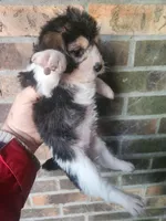 Girl 2, a female Beagle and Poodle - Miniature  for sale in Corinth, MS – Photo 5 of 5