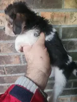 Girl 2, a female Beagle and Poodle - Miniature  for sale in Corinth, MS – Photo 3 of 5