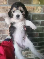 Girl 2, a female Beagle and Poodle - Miniature  for sale in Corinth, MS – Photo 4 of 5
