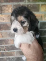 Girl 2, a female Beagle and Poodle - Miniature  for sale in Corinth, MS – Photo 1 of 5