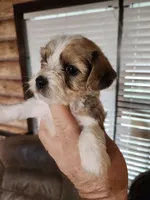 Yorkie poo chon boy 1, a male Bichon Frise and Yorkipoo for sale in Corinth, MS – 1 of 6