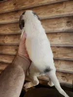 Poogle girl 2, a female Beagle and Poodle - Miniature  for sale in Corinth, MS – 2 of 3