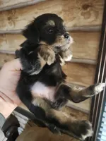 Yorkie poo G2 Litter 1, a female Yorkipoo for sale in Corinth, MS – 5 of 7