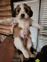 Yorkie poo chon boy 3, a male Bichon Frise and Yorkipoo for sale in Corinth, MS – 4 of 6