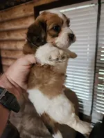Yorkie poo chon boy 3, a male Bichon Frise and Yorkipoo for sale in Corinth, MS – 2 of 6