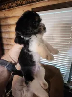 Yorkie poo chon boy 2, a male Bichon Frise and Yorkipoo for sale in Corinth, MS – 4 of 6