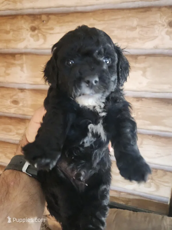 YPC-B2 – Bichon Frise, Yorkipoo puppy for sale in Corinth, MS