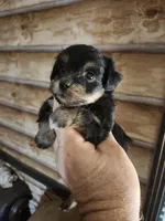 Yorkie poo G2 Litter 1, a female Yorkipoo for sale in Corinth, MS – 6 of 7