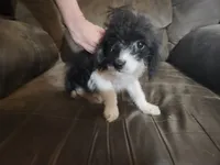Poogle girl, a female Beagle and Poodle - Toy  for sale in Corinth, MS – 3 of 8