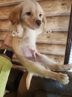 Oliver, a male Sheepadoodle and Chiweenie for sale in Corinth, MS – 5 of 5