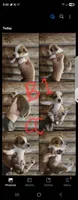 Chicorgi B1, a male Pembroke Welsh Corgi and Chihuahua for sale in Corinth, MS – 2 of 6
