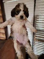 Yorkie poo chon girl 1, a female Bichon Frise and Yorkipoo for sale in Corinth, MS – 5 of 6