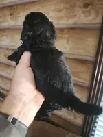 Yorkie poo G1 Litter 1, a female Yorkipoo for sale in Corinth, MS – 3 of 6