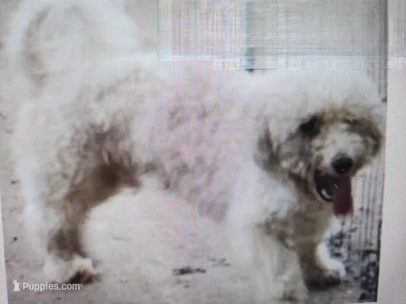 Bichon male – Bichon Frise puppy for sale in Corinth, MS