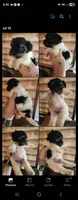 Yorkie poo G1, a male Yorkipoo for sale in Corinth, MS – 2 of 2
