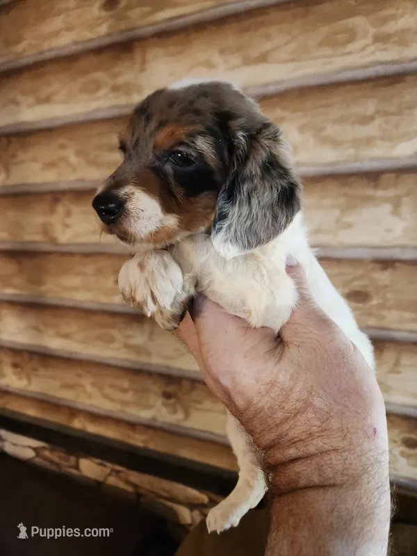 Poogle girl 2 – Beagle, Poodle - Miniature  puppy for sale in Corinth, MS